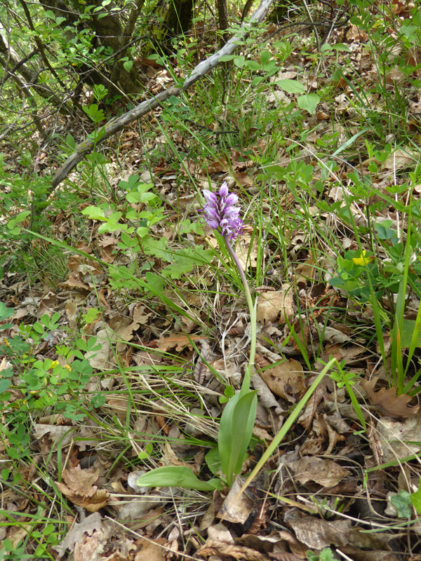 O.simia - O.purpurea - O.insectifera